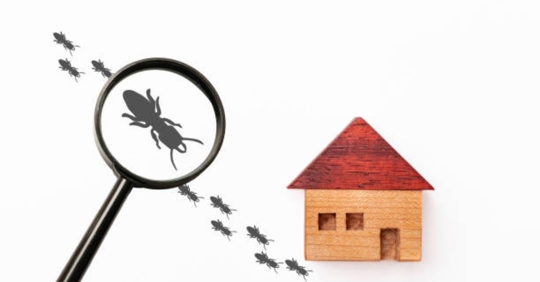 termite under magnifying glass