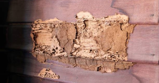 termite damage