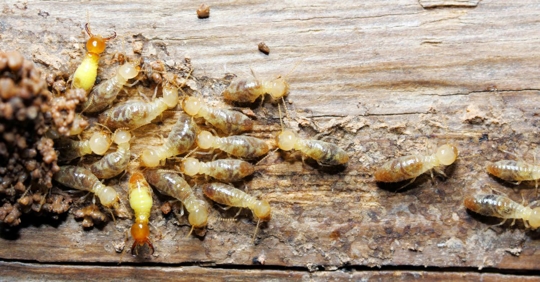 termites