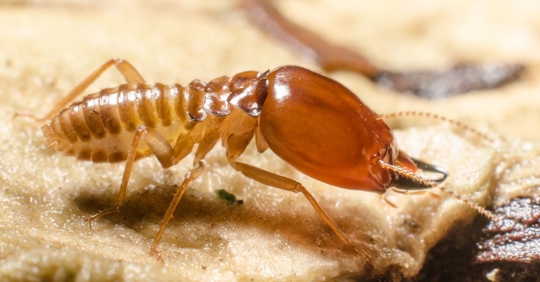 termite